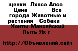 щенки  Лхаса Апсо › Цена ­ 20 000 - Все города Животные и растения » Собаки   . Ханты-Мансийский,Пыть-Ях г.